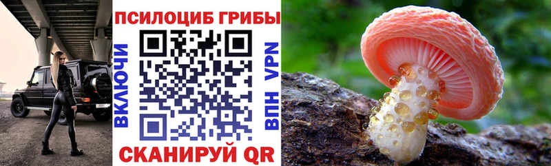 где найти   Туран  Галлюциногенные грибы прущие грибы 